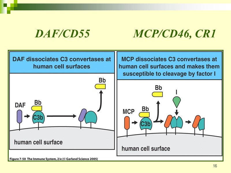 16 DAF/CD55 MCP/CD46, CR1